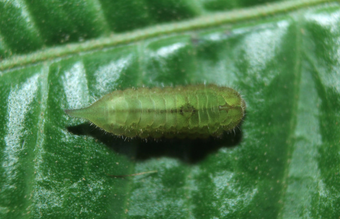 Figura 2. Larva <i>Denivia mavors</i></i> (Lycaenidae), tercer estadío (PPU) vista dorsal, localidad Calma, Estación Quica Sector Pitilla ACG (412m). Voucher: 15-SRNP-71937-DHJ727955.jpg.