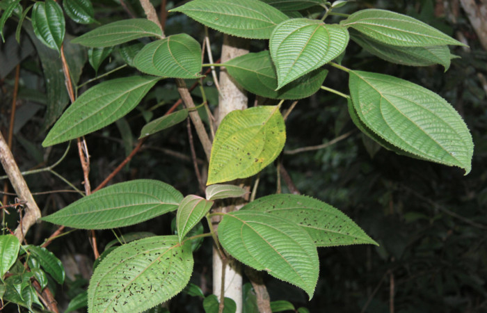 Figura 12. Planta hospedera de <i>Denivia mavors</i></i> (Lycaenidae), esta planta se llama <i>Loreya mespiloides</i></i> (Melastomataceae), localidad Calma, Estación Quica Sector Pitilla ACG (412m).