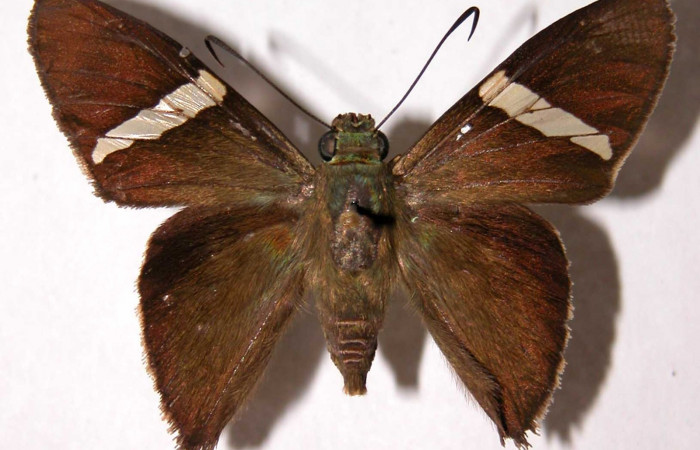 Fig. 13. Adulto <i>Calliades zeutus</i></i>, posición dorsal, macho. Area de Conservación Guanacaste, Sector El Hacha, Sendero Bejuquilla, elevación 280 m.s.n.m.  (02-SRNP-4104-DHJ39890).