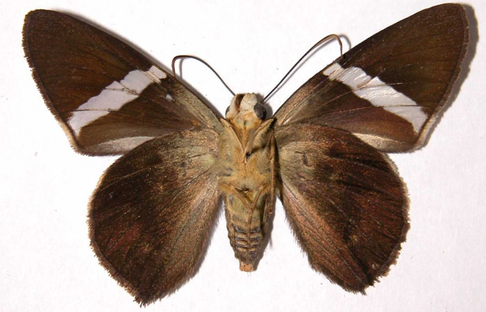 Fig. 5. Adulto <i>Calliades zeutus</i></i>, posición ventral, hembra. Area de Conservación Guanacaste, Sector El Hacha, Finca Araya, elevación 295 m.s.n.m.  (02-SRNP-4294-DHJ39893).