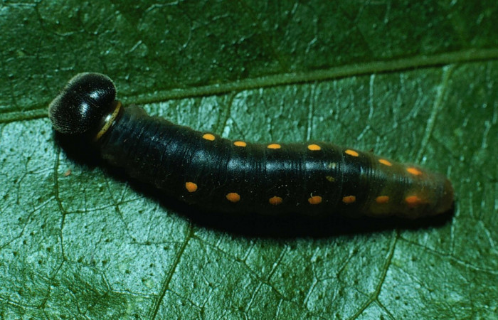 Fig. 6. Larva PU estadio <i>Calliades zeutus</i></i>, posición dorsal. Area de Conservación Guanacaste, Sector Santa Rosa, Bosque San Emilio, elevación 300 m.s.n.m.  (83-SRNP-973-DHJ5817).