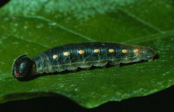 Fig. 7. Larva PU estadio <i>Calliades zeutus</i></i>, posición lateral. Area de Conservación Guanacaste, Sector Santa Rosa, Bosque San Emilio, elevación 300 m.s.n.m.  (83-SRNP-973-DHJ5820).