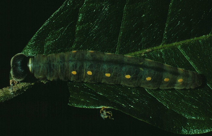 Fig. 12. Larva U estadio <i>Calliades zeutus</i></i>, posición dorsal. Area de Conservación Guanacaste, Sector Santa Rosa, Bosque Húmedo, elevación 290 m.s.n.m.  (90-SRNP-1369-DHJ12933).