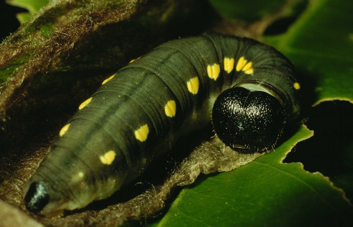 Fig. 14. Larva U estadio <i>Dobere anticus</i></i>, posición dorsal. Area de Conservación Guanacaste, Sector Cacao, Estación Cacao, elevación 1150 m.s.n.m.  (92-SRNP-1032-DHJ15091).