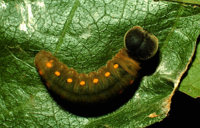 Fig. 8. Larva U estadio <i>Calliades zeutus</i></i>, posición dorsal. Area de Conservación Guanacaste, Sector Santa Rosa, Bosque Húmedo, elevación 290 m.s.n.m.  (93-SRNP-3811-DHJ26515).