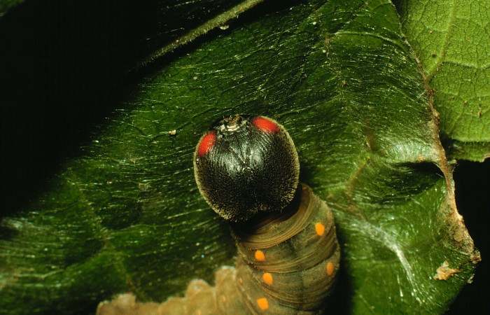 Fig. 9. Larva U estadio <i>Calliades zeutus</i></i>, posición frontal. Area de Conservación Guanacaste, Sector Santa Rosa, Bosque Húmedo, elevación 290 m.s.n.m.  (93-SRNP-3811-DHJ26516).