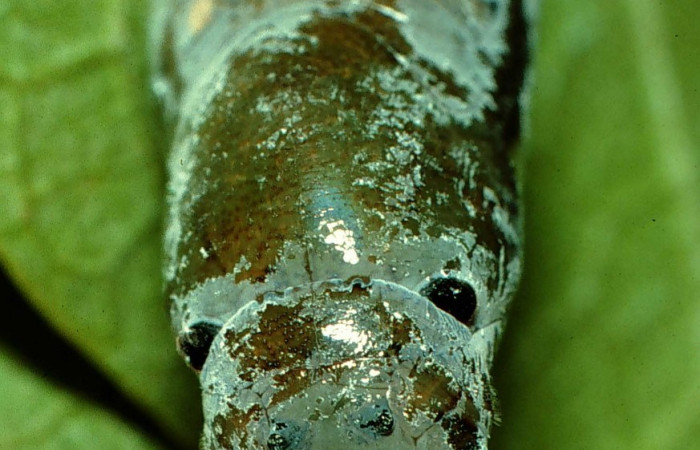 Fig. 10. Pupa <i>Calliades zeutus</i></i>, posición frontal. Area de Conservación Guanacaste, Sector Orosi, Vado Coloradillas, elevación 560 m.s.n.m.  (96-SRNP-969-DHJ27420).