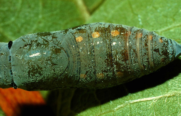 Fig. 11. Pupa <i>Calliades zeutus</i></i>, posición dorsal. Area de Conservación Guanacaste, Sector Orosi, Vado Coloradillas, elevación 560 m.s.n.m.  (96-SRNP-969-DHJ27425).