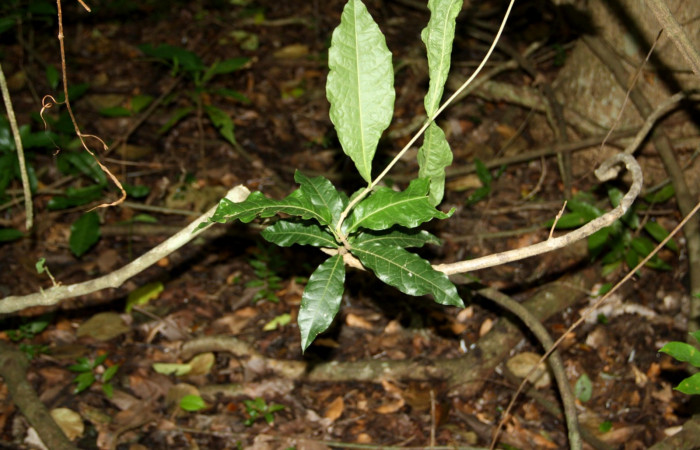 Fig. 17. Planta que come <i>Calleades zeutus</i></i>, Familia, Verbenaceae, <i>Petrea volubilis</i></i>, posición haz, (parte de arriba).  Area de Conservación Guanacaste, Sector Santa Rosa, Bosque Húmedo, elevación 290 m.s.n.m. (Foto Harry.Ramirez Oct. 2019)