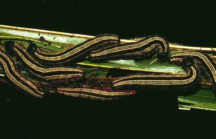 Figura 4. Larvitas <i>Brassolis granadensis isidrochaconi</i></i> (Nymphalidae), agrupadas en casa de seda sobre palma de <i>Cocos nucifera</i></i> (Arecaceae), localidad Buenos Aires (400m). Voucher: 00-SRNP-12503-DHJ55415.jpg.