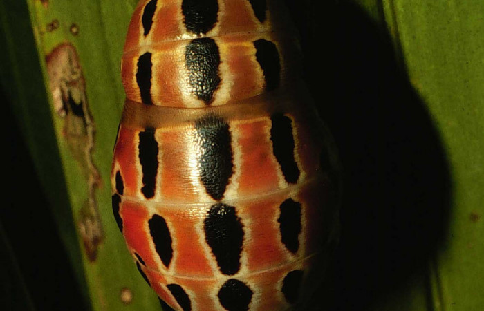 Figura 7. Pupa de <i>Brassolis granadensis isidrochaconi</i></i> (Nymphalidae), vista dorsal localidad Valleverde Colonia Libertad (400m). Voucher: 00-SRNP-16218-DHJ56170.jpg.