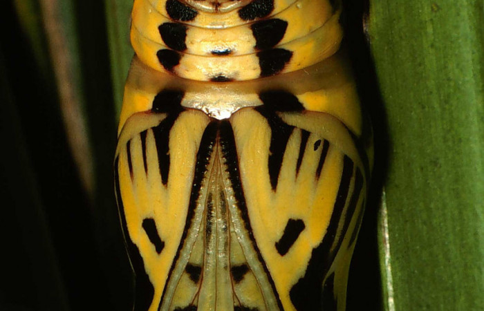Figura 8. Pupa de <i>Brassolis granadensis isidrochaconi</i></i> (Nymphalidae), vista ventral localidad Valleverde Colonia Libertad (400m). Voucher: 00-SRNP-16219-DHJ56192.jpg.