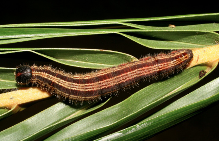 Figura 5. Larva <i>Brassolis granadensis isidrochaconi</i></i> (Nymphalidae) último estadío (U), localidad Casa Minor Carmona Sector Rincón Rain Forest ACG (413m). Voucher: 07-SRNP-40713-DHJ420346.jpg.