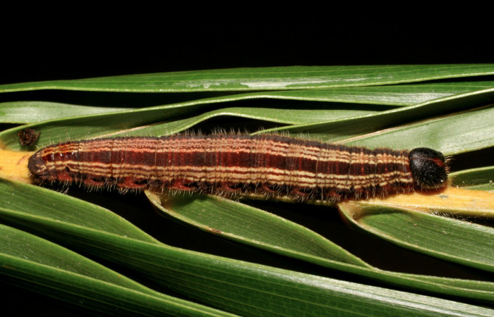 Figura 6. Larva <i>Brassolis granadensis isidrochaconi</i></i> (Nymphalidae) último estadio (U), localidad Casa Minor Carmona Sector Rincón Rain Forest ACG (413m). Voucher: 07-SRNP-40713-DHJ420348.jpg.