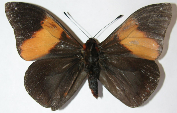 Figura 1. Adulto de <i>Brassolis granadensis isidrochaconi</i></i> (Nymphalidae), vista dorsal, localidad Estación Quica Sector Pitilla ACG (470m). Voucher: 09-SRNP-72567-DHJ513532.jpg.
