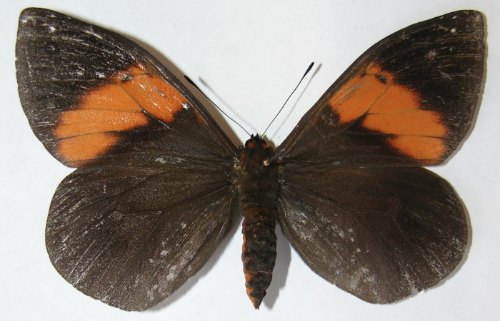 Figura 9. Adulto de <i>Brassolis granadensis isidrochaconi</i></i> (Nymphalidae), vista dorsal localidad Estación Quica Sector Pitilla ACG (470m). Voucher: 09-SRNP-72569-DHJ513536.jpg.