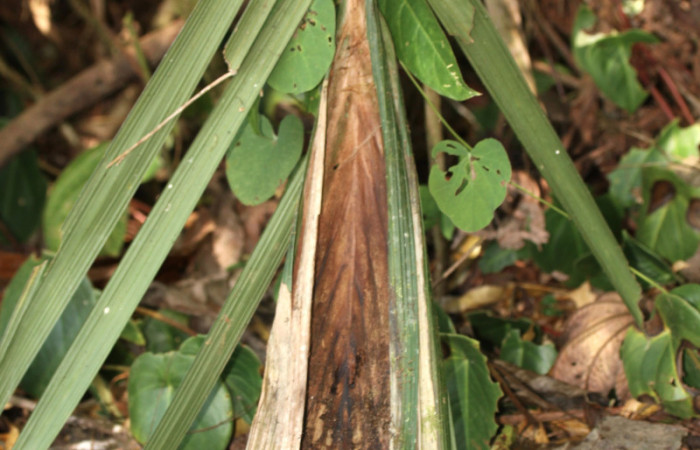 Figura 2. Casita de <i>Brassolis granadensis isidrochaconi</i></i> (Nymphalidae), localidad Sendero Laguna Sector Pitilla ACG (680m). Voucher: 13-SRNP-30714-DHJ700876.jpg.