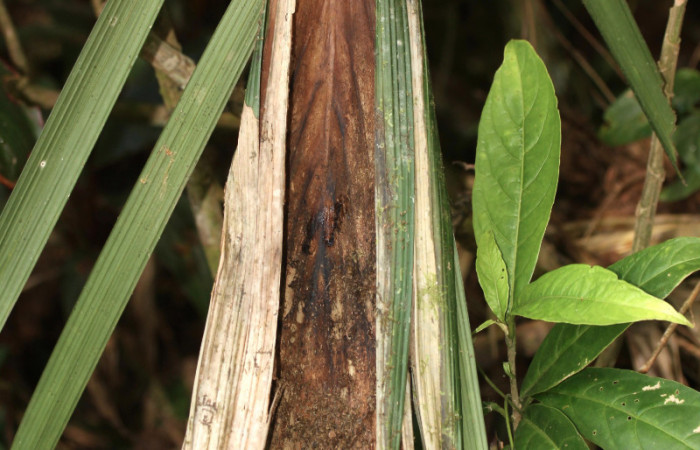 Figura 3. Casita de <i>Brassolis granadensis isidrochaconi</i></i> (Nymphalidae), localidad Sendero Laguna Sector Pitilla ACG (680m). Voucher: 13-SRNP-30714-DHJ700878.jpg.
