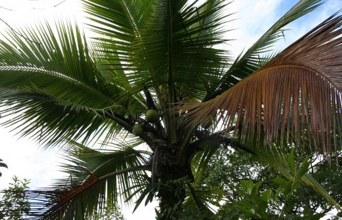 Figura 11. Planta hospedera de <i>Brassolis granadensis isidrochaconi</i></i> (Nymphalidae), se llama <i>Cocos nucifera</i></i> (Arecaceae), localidad Estación Quica Sector Pitilla ACG (470m).