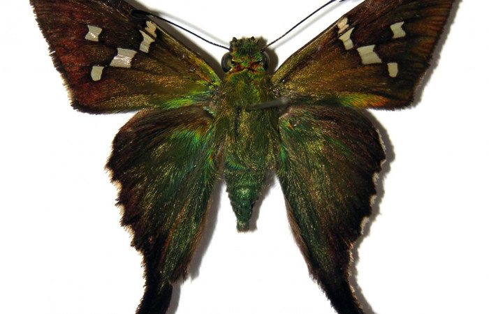 Figura 14. Adulto macho de <i>Urbanus segnestami</i></i> (Hesperiidae) vista dorsal. Voucher 01-SRNP-3404-DHJ99760.jpg.