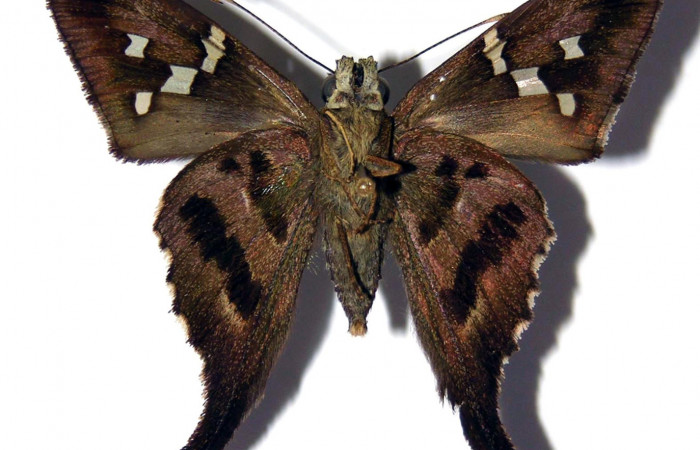 Figura 15. Adulto macho de <i>Urbanus segnestami</i></i> (Hesperiidae) vista ventral. Voucher 01-SRNP-3404-DHJ99761.jpg.