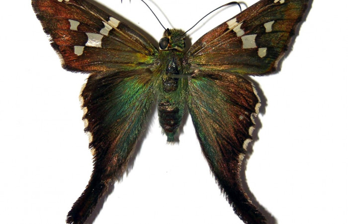 Figura 12. Adulto hembra de <i>Urbanus segnestami</i></i> (Hesperiidae) vista dorsal. Voucher 04-SRNP-45034-DHJ99070.jpg.