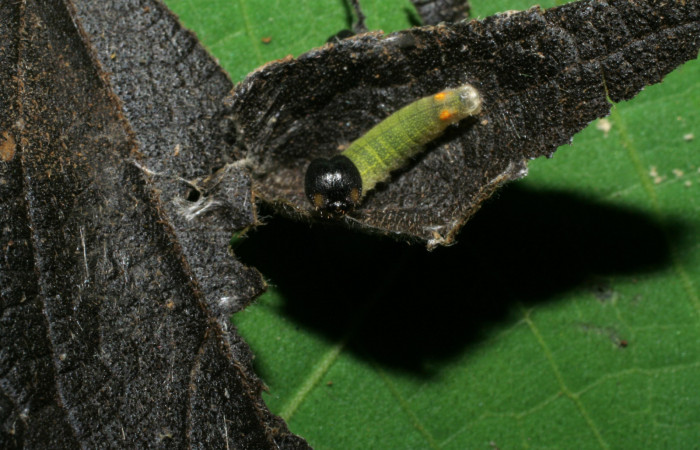 Figura 2. <i>Urbanus segnestami</i></i> (Hesperiidae) tercer estadio, Sector Pitilla, Ingas. Voucher 05-SRNP-70012-DHJ420606.jpg.