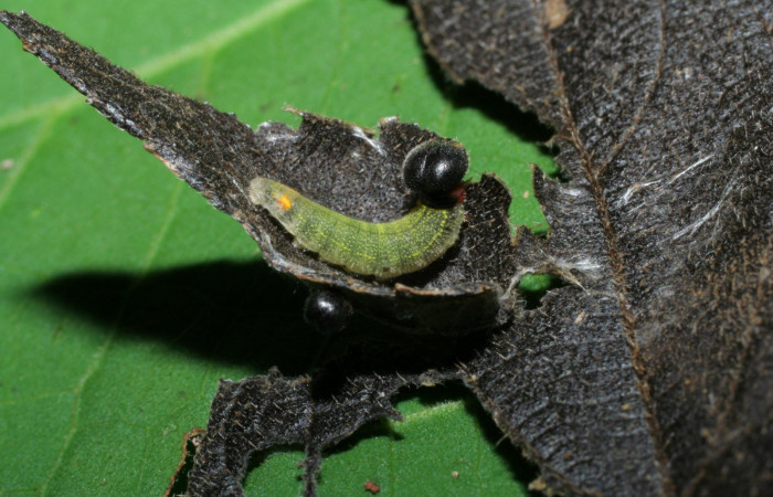 Figura 3. <i>Urbanus segnestami</i></i> (Hesperiidae) tercer estadio, Sector Pitilla, Ingas. Voucher 05-SRNP-70012-DHJ420607.jpg.