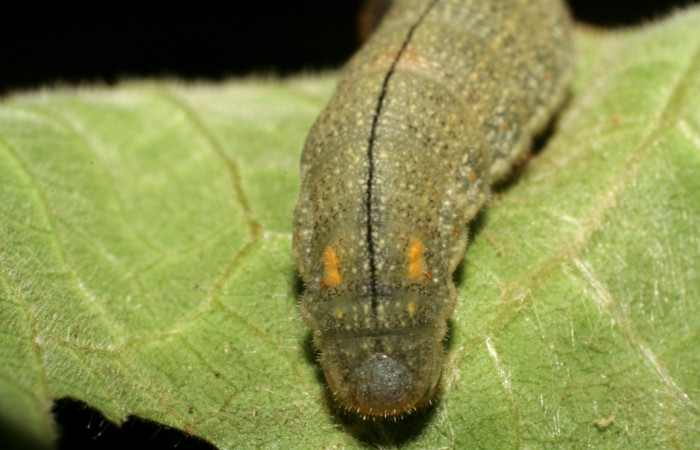 Figura 7. <i>Urbanus segnestami</i></i> (Hesperiidae) último estadio, vista trasera, Sector Caribe, Río Francia Arriba. Voucher 06-SRNP-40981-DHJ414184.jpg.