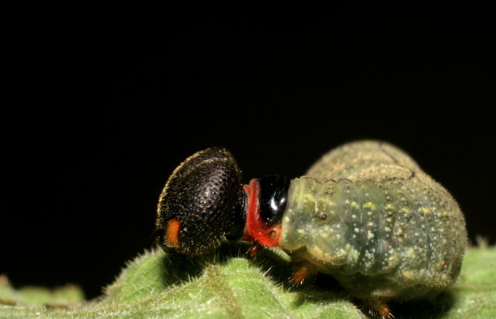 Figura 8. <i>Urbanus segnestami</i></i> (Hesperiidae) último estadio, posición lateral cabeza, Sector Caribe, Río Francia Arriba. Voucher 06-SRNP-40981-DHJ414185.jpg.