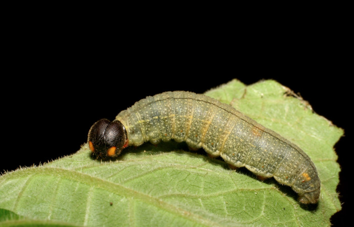 Figura 1. <i>Urbanus segnestami</i></i> (Hesperiidae) último estadio, posición lateral frontal, Sector Caribe, Río Francia Arriba. Voucher  06-SRNP-40981-DHJ414194.jpg.