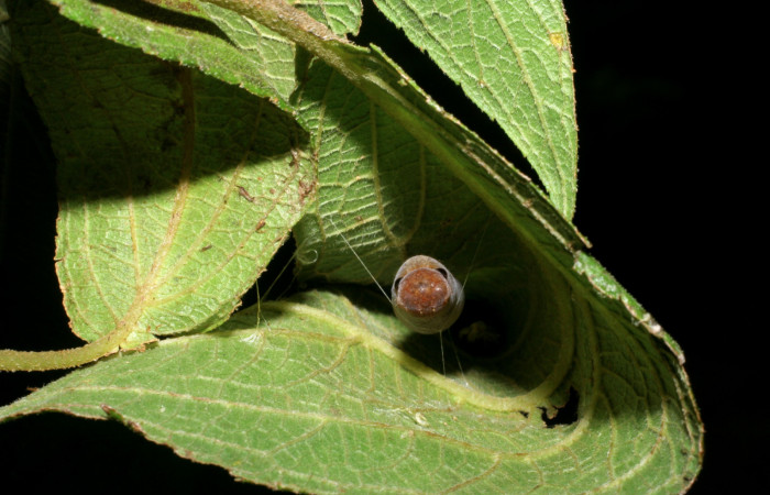 Figura 11. Pupa de <i>Urbanus segnestami</i></i> (Hesperiidae) vista frontal. Voucher 08-SRNP-4727-DHJ437616.jpg.