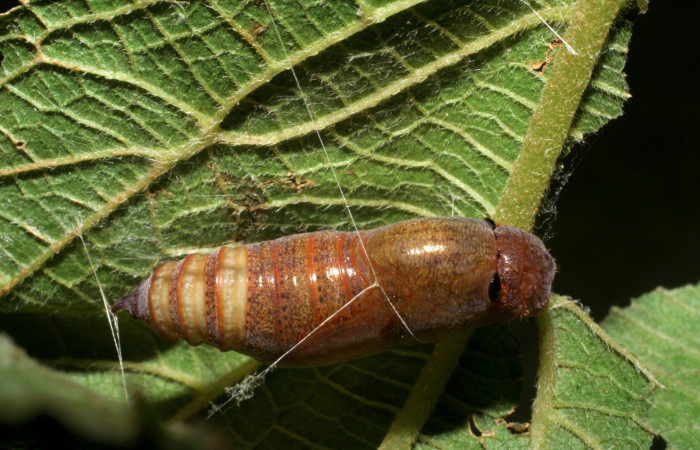 Figura 9. Pupa de <i>Urbanus segnestami</i></i> (Hesperiidae) vista dorsal. voucher 08-SRNP-4727-DHJ437628.jpg.