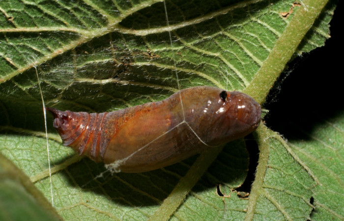 Figura 10. Pupa de <i>Urbanus segnestami</i></i> (Hesperiidae) vista lateral. Voucher 08-SRNP-4727-DHJ437629.jpg.