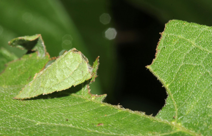 Figura 4. <i>Urbanus segnestami</i></i> (Hesperiidae) tercer estadio, Sector Pitilla, Ingas. Voucher 17-SRNP-30269-DHJ735951.jpg.