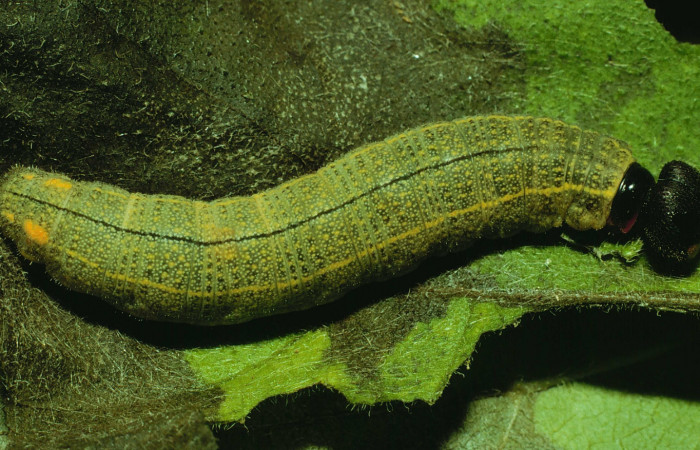 Figura 5. <i>Urbanus segnestami</i></i> (Hesperiidae) último estadio, posición dorsal, Sector Santa Rosa, Quebrada Cebollines Voucher 92-SRNP-2890-DHJ15634.jpg.