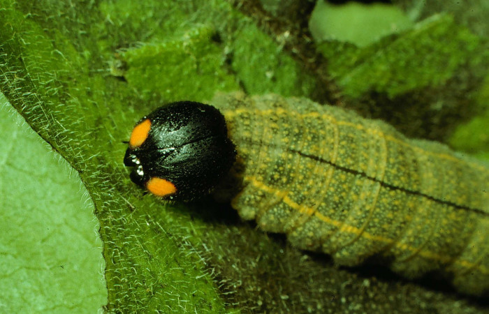Figura 6. <i>Urbanus segnestami</i></i> (Hesperiidae) último estadio, posición cabeza, Sector Santa Rosa, Quebrada Cebollines Voucher 92-SRNP-2890-DHJ15644.jpg.