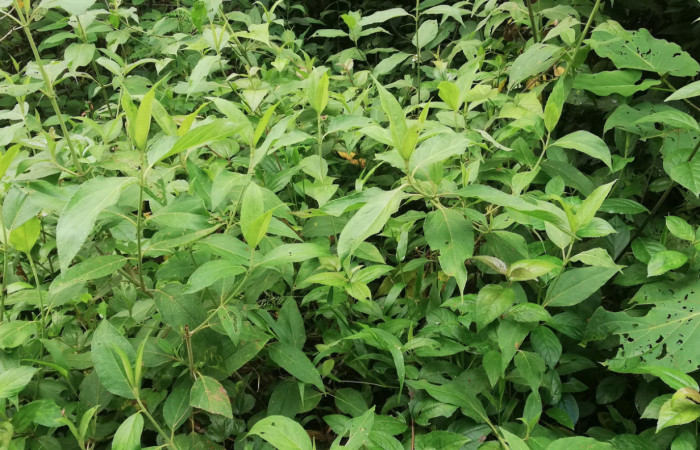 Figura 16. Planta <i>Zexmenia virgulta</i></i> (Asteraceae) hospedera de <i>Urbanus segnestami</i></i> (Hesperiidae) Sector San Cristóbal, Estación San Gerardo. Foto. Gloria Sihezar. Octubre 2019.