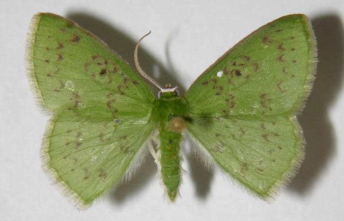 Fig. 2. <i>Nemoria</i></i> aturiaDHJ02 (Geometridae), adulto, macho. Area de Conservación Guanacaste, Estación Biológica Cacao, Sendero Salto. (03-SRNP-3363-DHJ326422).