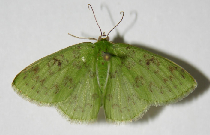Fig. 7. <i>Nemoria</i></i> aturiaDHJ01 (Geometridae), adulto. Area de Conservación Guanacaste, Sector Pitilla, Sendero Mismo. Vista dorsal. (04-SRNP-34514-DHJ326416).