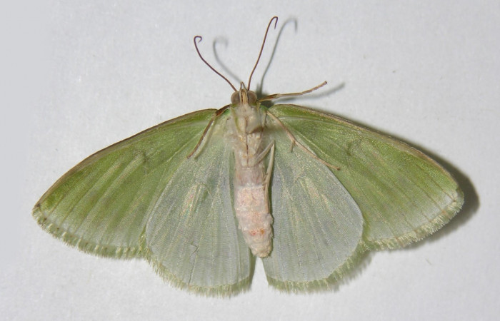 Fig. 8. <i>Nemoria</i></i> aturiaDHJ01 (Geometridae), adulto. Area de Conservación Guanacaste, Sector Pitilla, Sendero Mismo. Vista dorsal(04-SRNP-34514-DHJ326417).