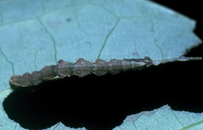 Fig. 9. Larva último estadio, <i>Nemoria</i></i> aturiaDHJ02 (Geometridae). Area de Conservación Guanacaste, Sector Cacao, Sendero Circular. Larva alimentándose en borde de hoja y queda quieta, para pasar desapercibida, parte de su camuflaje. (04-SRNP-35592-DHJ85241.jpg).