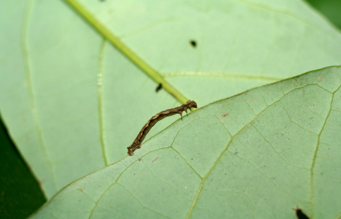 Fig. 11. Larva tercer estadio, <i>Nemoria</i></i> aturiaDHJ02 (Geometridae). Area de Conservación Guanacaste, Sector Cacao, Sendero Circular. Se puede apreciar lo pequeña que es mide apenas 8 milímetros. (06-SRNP-35318-DHJ416706.jpg).