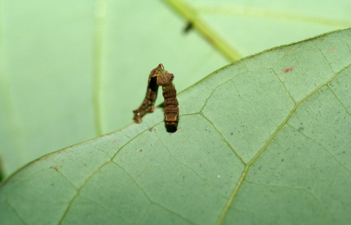 Fig. 10. Larva tercer estadio, <i>Nemoria</i></i> aturiaDHJ02 (Geometridae). Area de Conservación Guanacaste, Sector Cacao, Sendero Circular. Mide 8 milímetros, es un tamaño muy difícil de localizar. (06-SRNP-35318-DHJ416707.jpg).