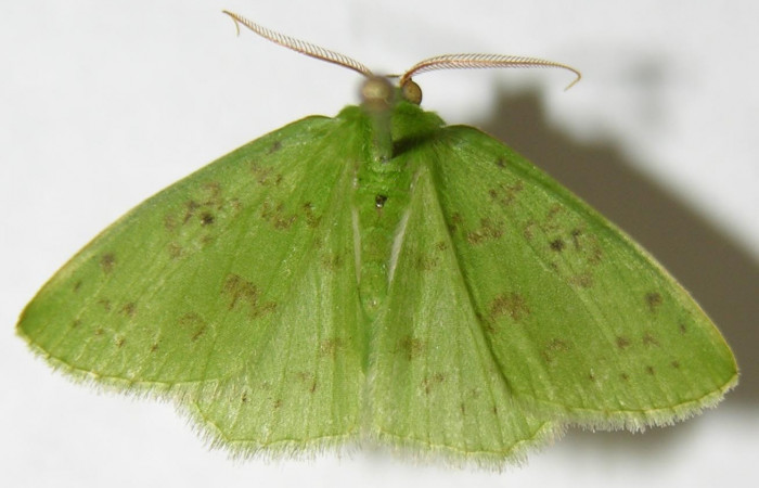 Fig. 4. <i>Nemoria</i></i> aturiaDHJ02 (Geometridae), adulto en alfiler, esta es una posición natural, con sus alas un poco caídas y se ajustan de una manera casi invisible sobre las hojas. Area de Conservación Guanacaste, Sector Cacao, Sendero Toma Agua. (08-SRNP-35588-DHJ505951).