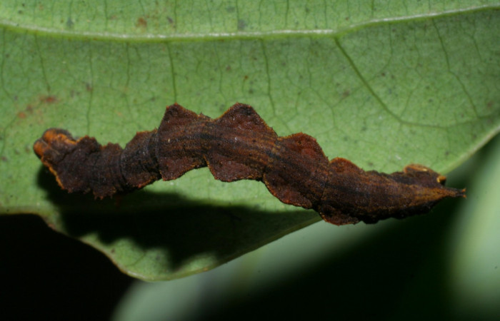 Fig. 12. Larva último estadio, <i>Nemoria</i></i> aturiaDHJ02 (Geometridae). Area de Conservación Guanacaste, Sector Cacao, Estación Biológica Cacao. (08-SRNP-35598-DHJ441045.jpg).