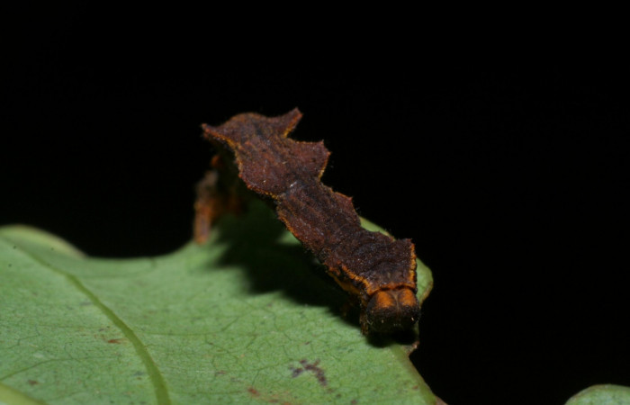 Fig. 16. Larva último estadio, <i>Nemoria</i></i> aturiaDHJ02 (Geometridae). Area de Conservación Guanacaste, Sector Cacao, Estación Biológica Cacao. Vista frontal. (08-SRNP-35598-DHJ441048.jpg).
