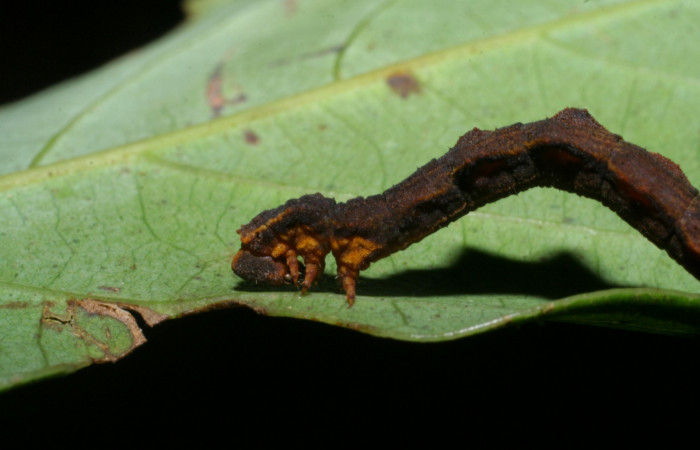 Fig. 15. Larva último estadio, <i>Nemoria</i></i> aturiaDHJ02 (Geometridae). Area de Conservación Guanacaste, Sector Cacao, Estación Biológica Cacao. Vista lateral izquierdo de la cabeza y tórax, se pueden a preciar las propatas entre el segundo y tercer segmento del tórax. (08-SRNP-35598-DHJ441049.jpg