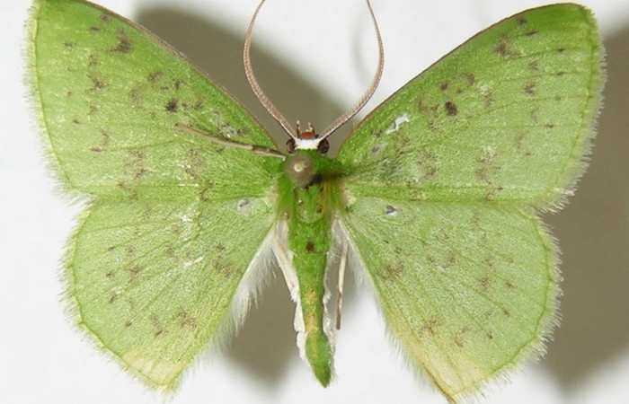 Fig. 5. <i>Nemoria</i></i> aturiaDHJ02 (Geometridae), adulto. Area de Conservación Guanacaste, Sector Cacao, Estación Biológica Cacao, Sendero Nayo. Vista dorsal. (09-SRNP-35099-DHJ506188).