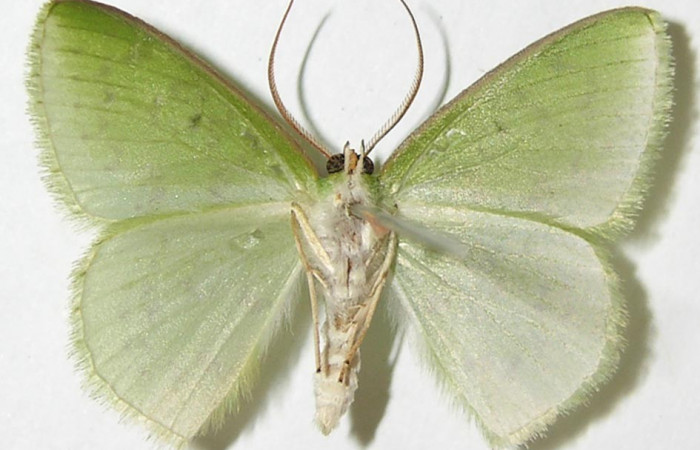 Fig. 6. <i>Nemoria</i></i> aturiaDHJ02 (Geometridae), adulto. Area de Conservación Guanacaste, Sector Cacao, Estación Biológica Cacao, Sendero Nayo. Vista ventral. (09-SRNP-35099-DHJ506189).
